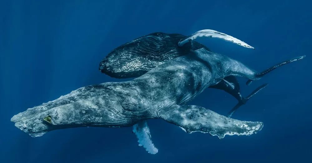 Два самца горбатых китов занимались сексом. Фото
